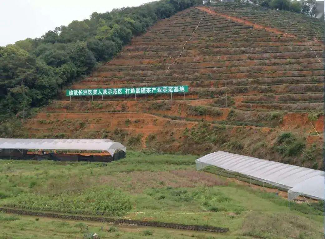 玳瑁山茶场新项目，引领现代农业革新之旅